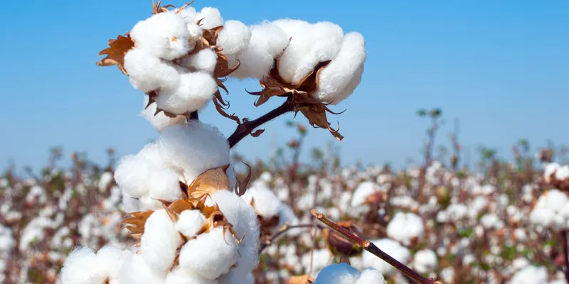 India Contributes Nearly 19% to Global Cotton Fibre Production; Cotton Exports Reach $11.49 Billion in FY25